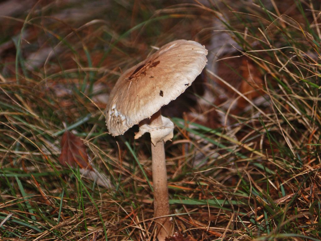 Che sia un''Amanita? (Cfr. Macrolepiota sp.)